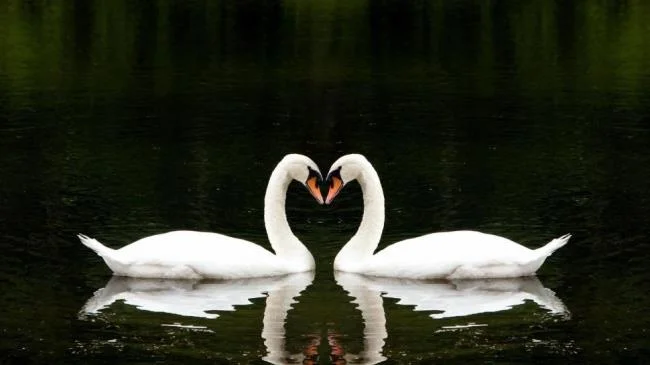 Collection de belles images de cygne