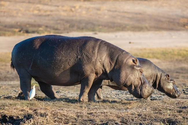 Ringkasan gambar hippo yang paling indah