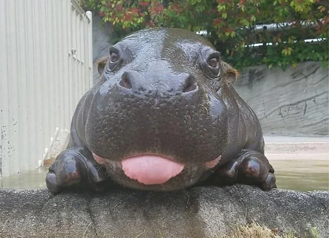 Ringkasan gambar hippo yang paling indah