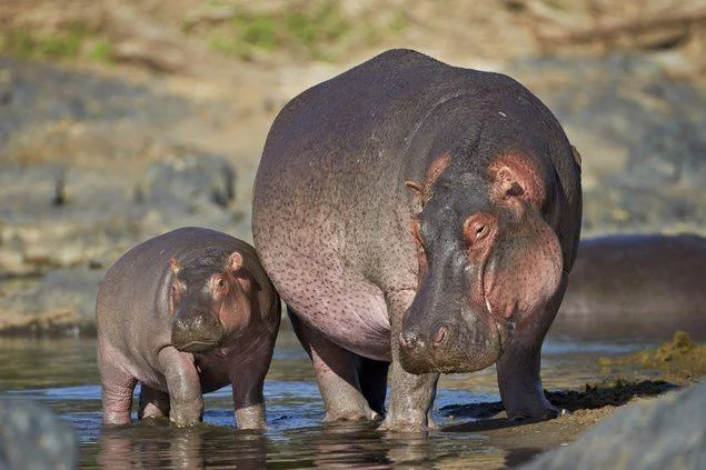 Ringkasan gambar hippo yang paling indah