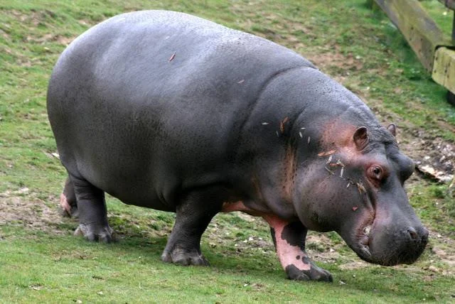 Ringkasan gambar hippo yang paling indah