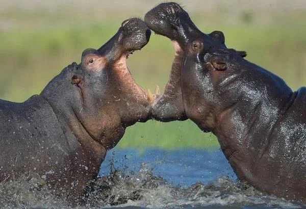 Ringkasan gambar hippo yang paling indah
