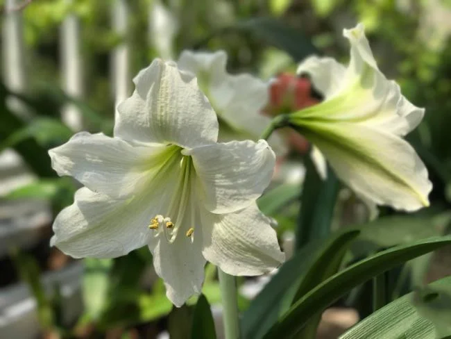 Belle immagini di gigli bianchi