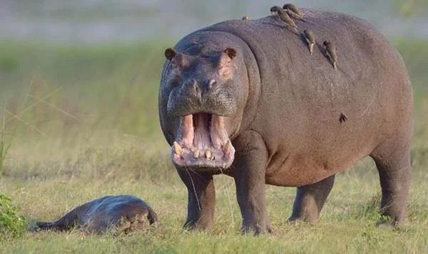 Ringkasan gambar hippo yang paling indah
