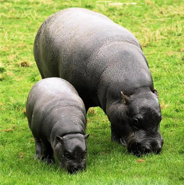 Ringkasan gambar hippo yang paling indah