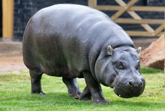 Ringkasan gambar hippo yang paling indah