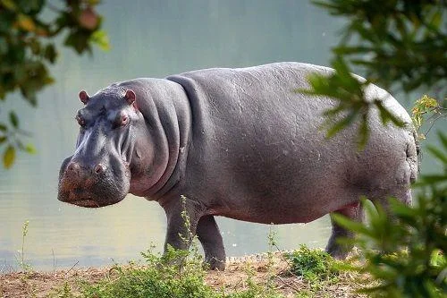 Ringkasan gambar hippo yang paling indah
