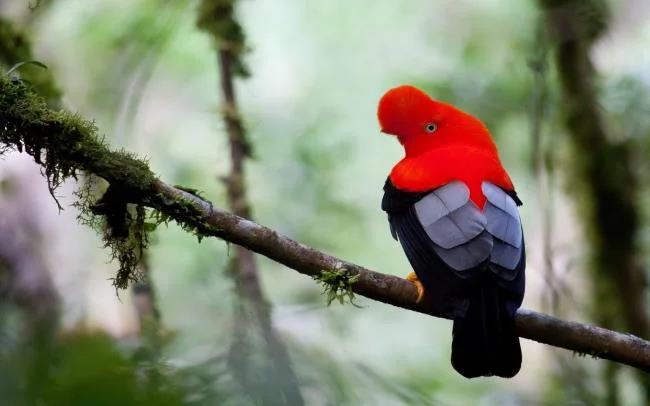 Ringkasan burung yang paling indah