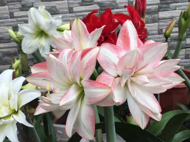 Belle immagini di gigli