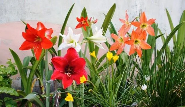 Belle immagini di gigli