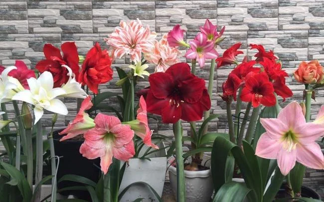 Belle immagini di gigli