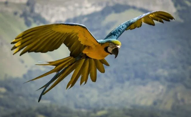 Ringkasan burung yang paling indah