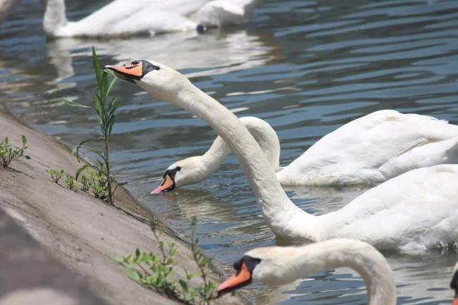 Collection de belles images de cygne