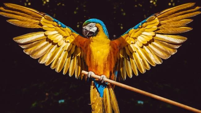 Ringkasan burung yang paling indah