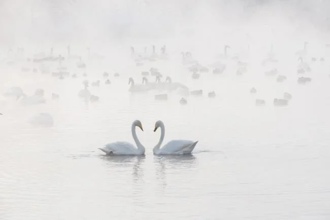 Collection de belles images de cygne