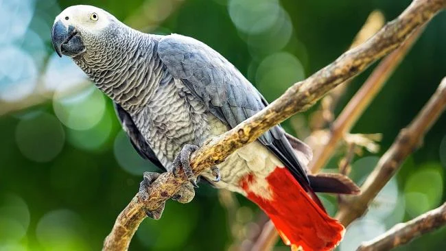 Ringkasan burung yang paling indah