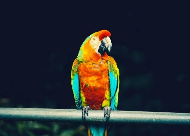 Ringkasan burung yang paling indah