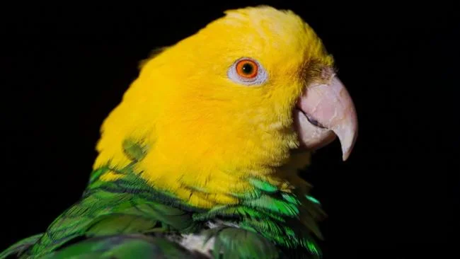 Ringkasan burung yang paling indah