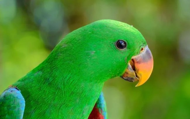 Ringkasan burung yang paling indah