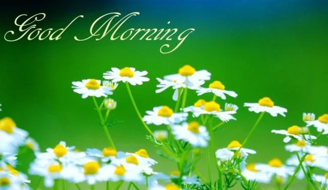 Feliz dia novo imagem tem muitos significados