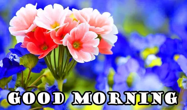 Feliz dia novo imagem tem muitos significados