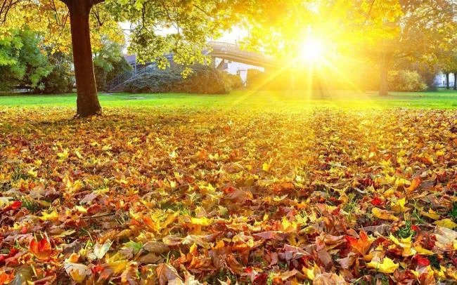 Feliz dia novo imagem tem muitos significados