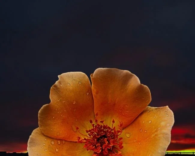 Feliz dia novo imagem tem muitos significados