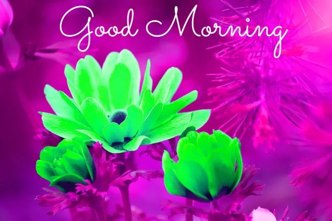 Feliz dia novo imagem tem muitos significados