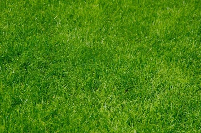 Koleksi kertas dinding rumput hijau yang paling indah