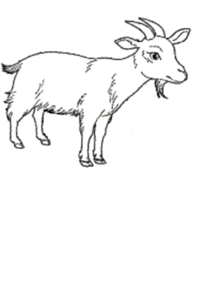 Koleksi gambar pewarna kambing lucu terbaik untuk kanak-kanak