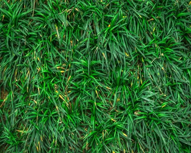 Koleksi kertas dinding rumput hijau yang paling indah