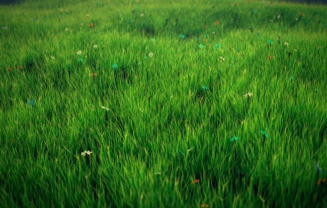 Koleksi kertas dinding rumput hijau yang paling indah