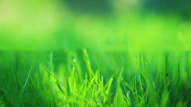 Koleksi kertas dinding rumput hijau yang paling indah