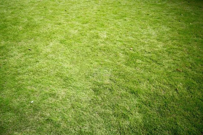 Koleksi kertas dinding rumput hijau yang paling indah