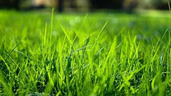 Koleksi kertas dinding rumput hijau yang paling indah