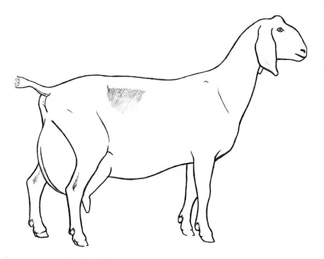 Koleksi gambar pewarna kambing lucu terbaik untuk kanak-kanak