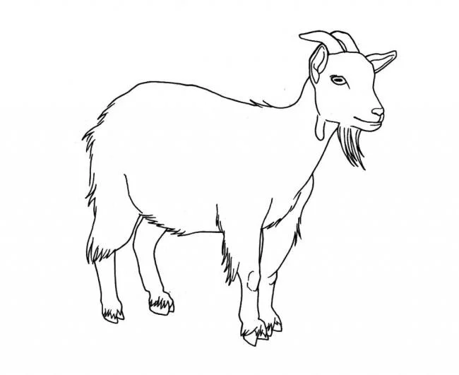 Koleksi gambar pewarna kambing lucu terbaik untuk kanak-kanak