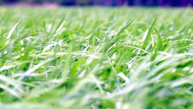 Koleksi kertas dinding rumput hijau yang paling indah