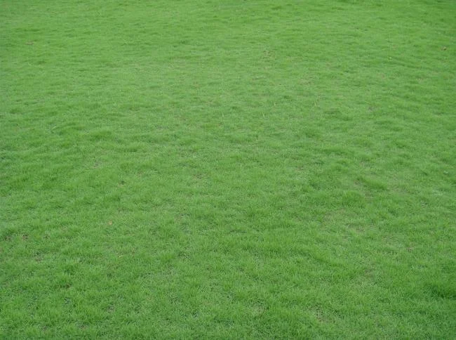 Koleksi kertas dinding rumput hijau yang paling indah