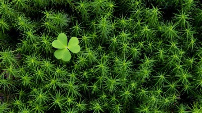 Koleksi kertas dinding rumput hijau yang paling indah