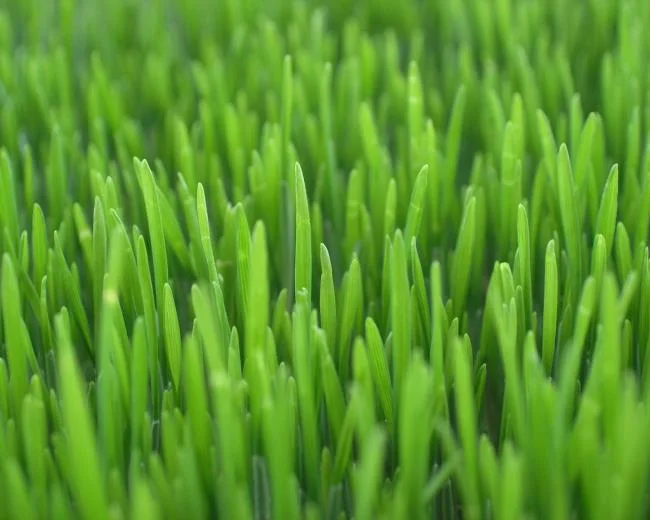 Koleksi kertas dinding rumput hijau yang paling indah