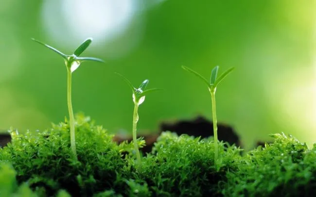Koleksi kertas dinding rumput hijau yang paling indah