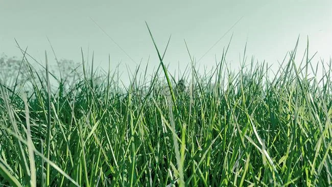 Koleksi kertas dinding rumput hijau yang paling indah