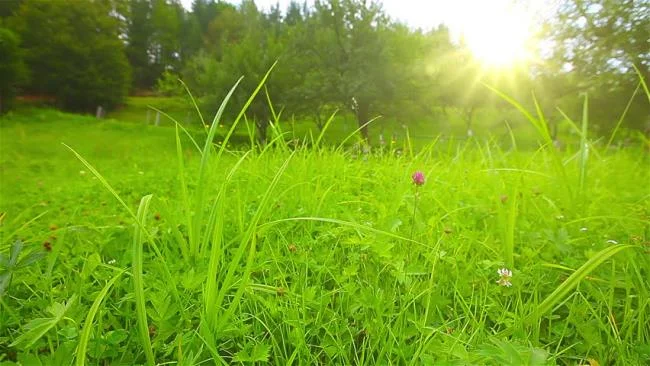 Koleksi kertas dinding rumput hijau yang paling indah