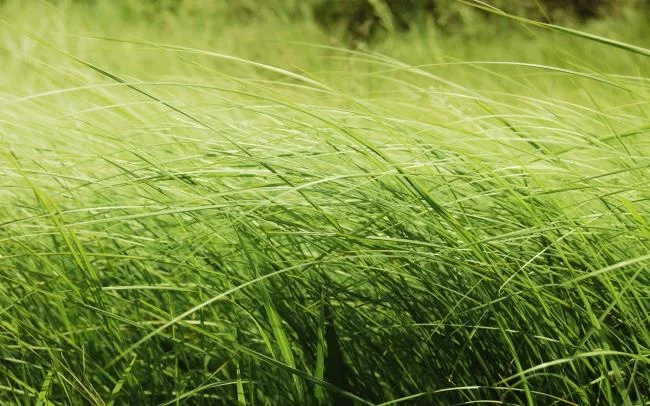 Koleksi kertas dinding rumput hijau yang paling indah