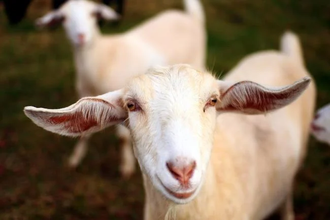 Koleksi gambar kambing yang paling indah