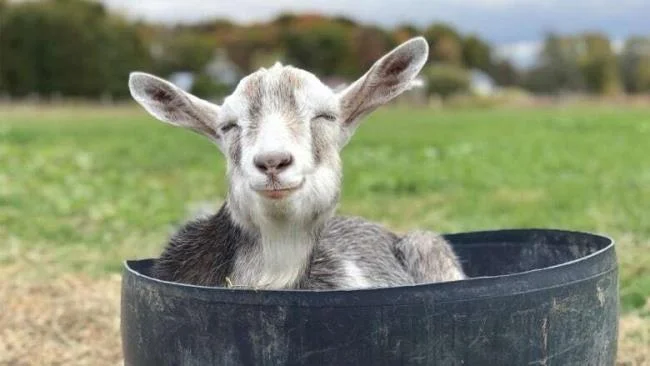 Koleksi gambar kambing yang paling indah