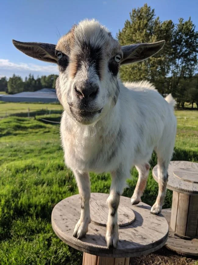 Koleksi gambar kambing yang paling indah