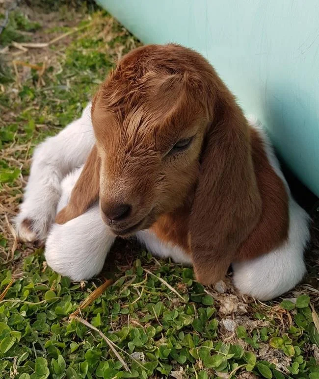 Koleksi gambar kambing yang paling indah