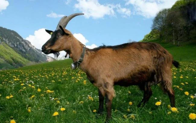 Koleksi gambar kambing yang paling indah